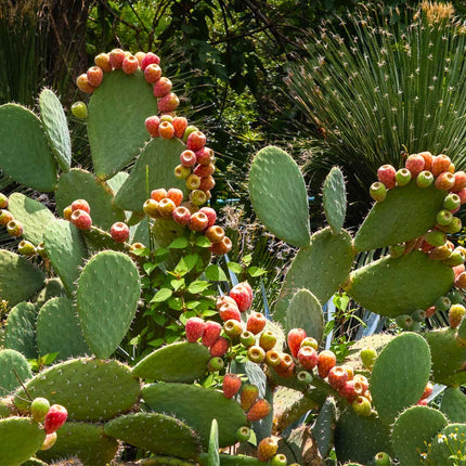 Nasiona opuncji streptokanta (Opuntia streptacantha)