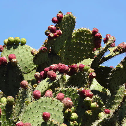 Nasiona opuncji streptokanta (Opuntia streptacantha)