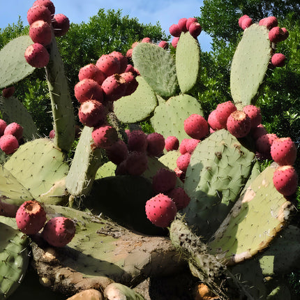 Nasiona opuncji streptokanta (Opuntia streptacantha)