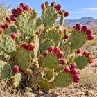 Nasiona opuncji streptokanta (Opuntia streptacantha)