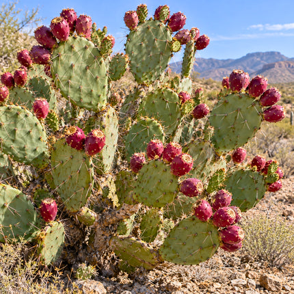 Nasiona opuncji streptokanta (Opuntia streptacantha)