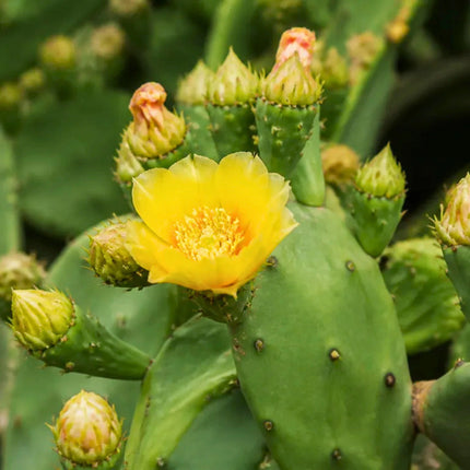 Nasiona opuncji streptokanta (Opuntia streptacantha)