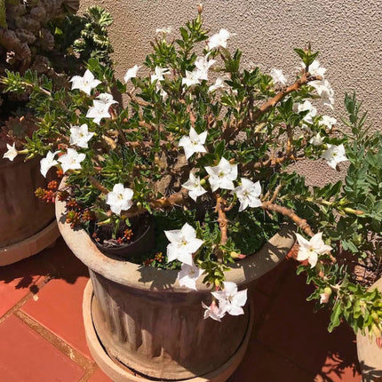 Nasiona Pachypodium Saundersa (Pachypodium saundersii)