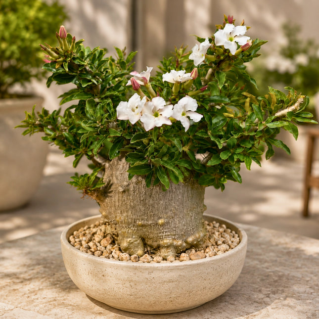 Nasiona Pachypodium Saundersa (Pachypodium saundersii)
