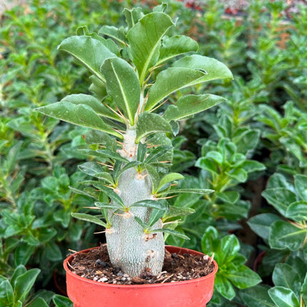 Nasiona Pachypodium Saundersa (Pachypodium saundersii)