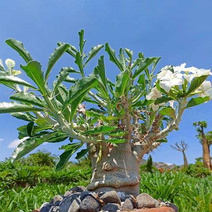 Nasiona Pachypodium Saundersa (Pachypodium saundersii)