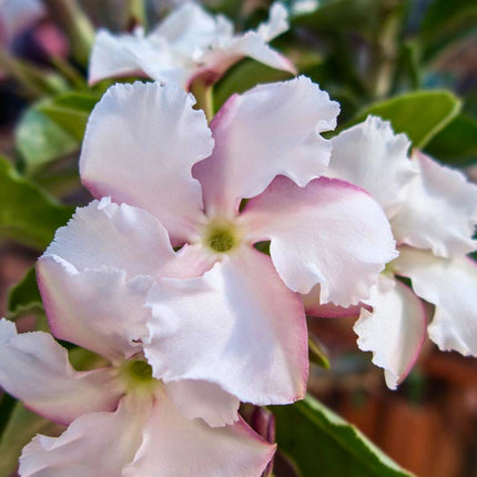 Nasiona Pachypodium Saundersa (Pachypodium saundersii)