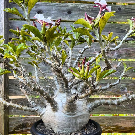 Nasiona Pachypodium Saundersa (Pachypodium saundersii)