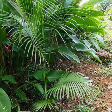 Nasiona Palmy Nikobarskiej (Rhopaloblaste augusta)