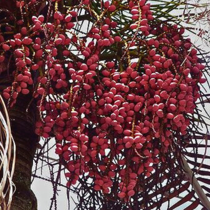 Nasiona Palmy Nikobarskiej (Rhopaloblaste augusta)