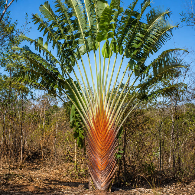 Nasiona Pomarańczowego Pielgrzana Madagaskarskiego (Ravenala agatheae)