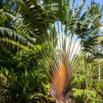 Nasiona Pomarańczowego Pielgrzana Madagaskarskiego (Ravenala agatheae)