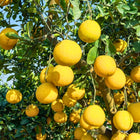 Nasiona Pomelo (Citrus maxima)