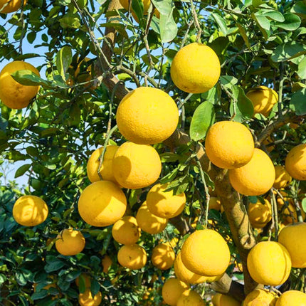 Nasiona Pomelo (Citrus maxima)