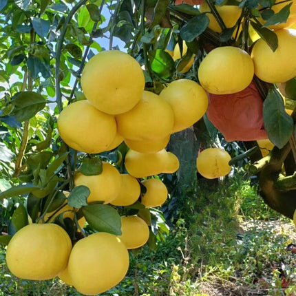 Nasiona Pomelo (Citrus maxima)