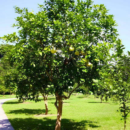 Nasiona Pomelo (Citrus maxima)