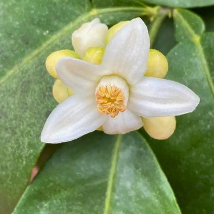 Nasiona Pomelo (Citrus maxima)