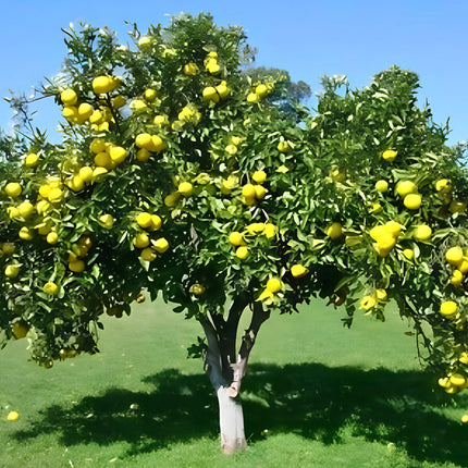 Nasiona Pomelo (Citrus maxima)