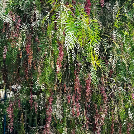 Nasiona Schinusa Peruwiańskiego (Schinus molle)