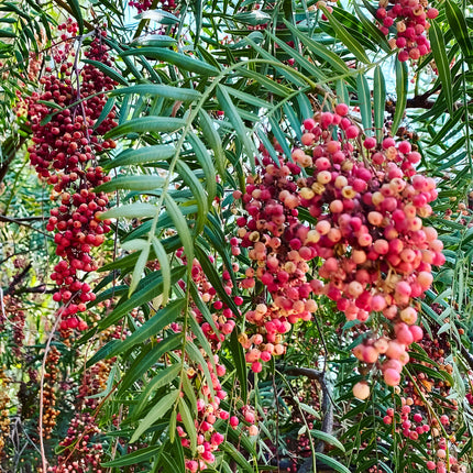 Nasiona Schinusa Peruwiańskiego (Schinus molle)