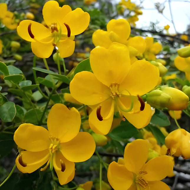 Nasiona Senna Bicapsularis (Senna bicapsularis)
