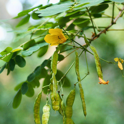 Nasiona Senna Bicapsularis (Senna bicapsularis)