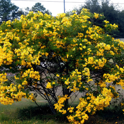 Nasiona Senna Bicapsularis (Senna bicapsularis)