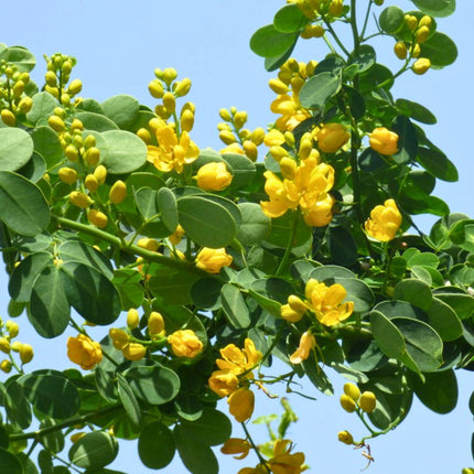 Nasiona Senna Bicapsularis (Senna bicapsularis)