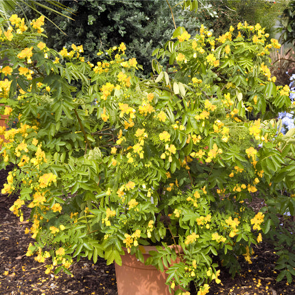 Nasiona Senny argentyńskiej (Senna corymbosa)