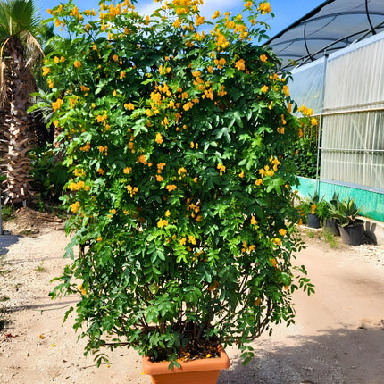 Nasiona Senny argentyńskiej (Senna corymbosa)