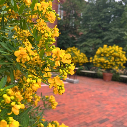 Nasiona Senny argentyńskiej (Senna corymbosa)