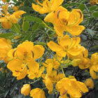 Nasiona Senny argentyńskiej (Senna corymbosa)