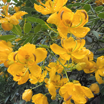 Nasiona Senny argentyńskiej (Senna corymbosa)