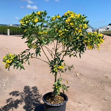 Nasiona Senny argentyńskiej (Senna corymbosa)