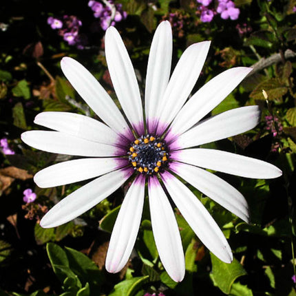 Nasiona Stokrotki Afrykańskiej (Dimorphotheca fruticosa)