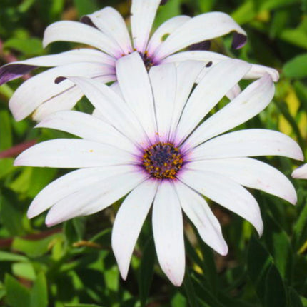Nasiona Stokrotki Afrykańskiej (Dimorphotheca fruticosa)