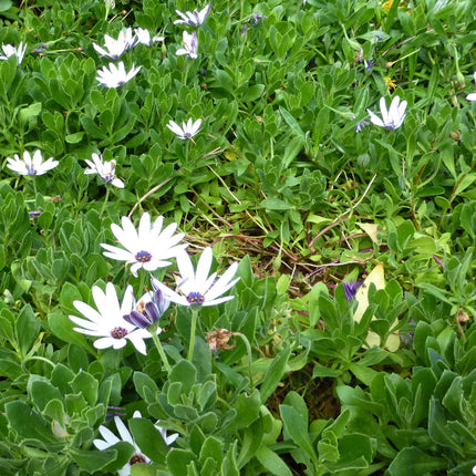 Nasiona Stokrotki Afrykańskiej (Dimorphotheca fruticosa)