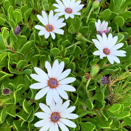 Nasiona Stokrotki Afrykańskiej (Dimorphotheca fruticosa)