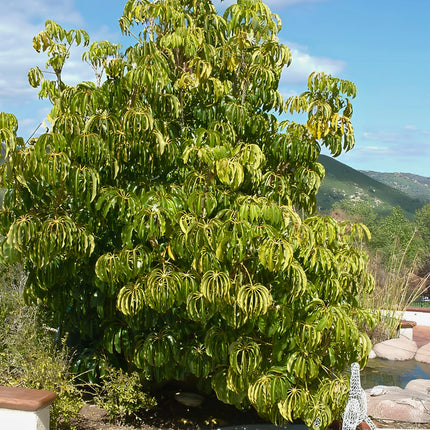 Nasiona Szeflery Puecklera (Schefflera pueckleri)