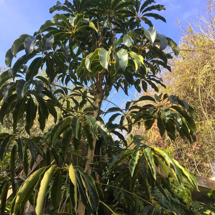 Nasiona Szeflery Puecklera (Schefflera pueckleri)