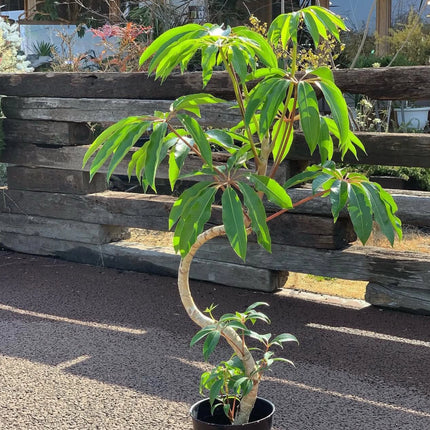 Nasiona Szeflery Puecklera (Schefflera pueckleri)