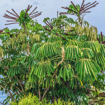 Nasiona Szeflery Puecklera (Schefflera pueckleri)