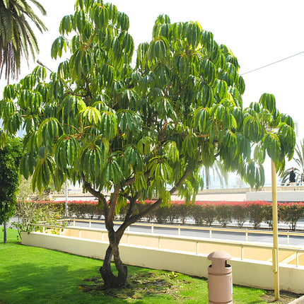 Nasiona Szeflery Puecklera (Schefflera pueckleri)