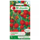 Poziomka wielkoowocowa Regina - Fragaria vesca
