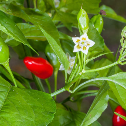 Dzika papryka Capsicum baccatum var. baccatum – drobne czerwone owoce