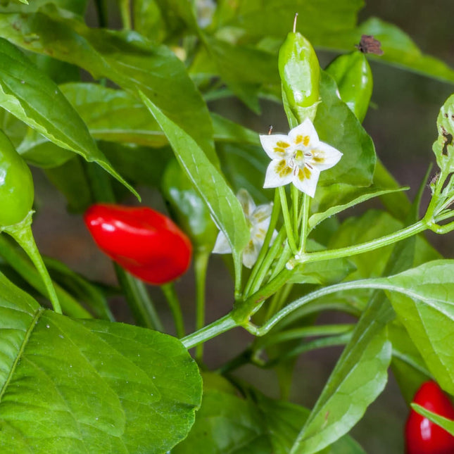 Dzika papryka Capsicum baccatum var. baccatum – drobne czerwone owoce
