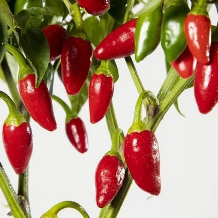 Papryka chili Ají Picante de Eusebio – owoce w kształcie łezki