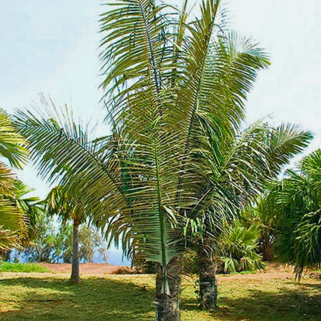Nasiona Palmy Cukrowek Westerhouta - Arenga Westerhoutii﻿﻿