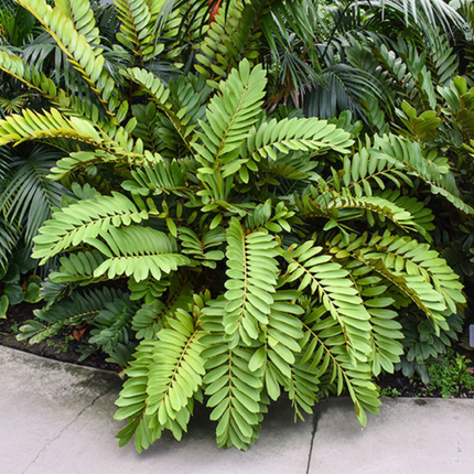 Nasiona Sagowca Jamajskiego - Zamia Furfuracea