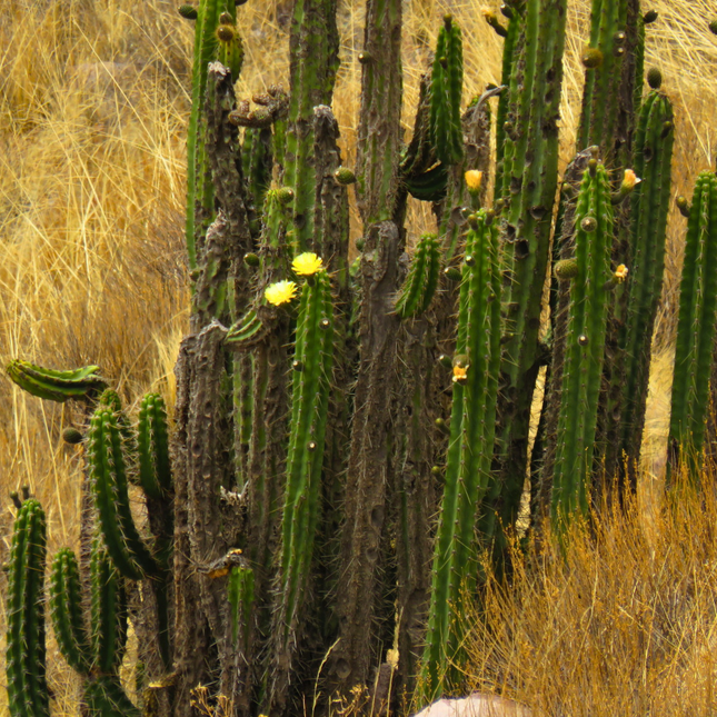 Nasiona Kaktusa Andyjskiego - Corryocactus Brevistylus